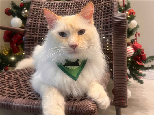 Gato para adoção Macho Médio 6 anos Acima