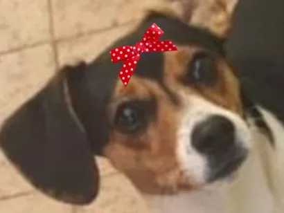 Cao Jack Russel  Pequeno 7-a-11-meses