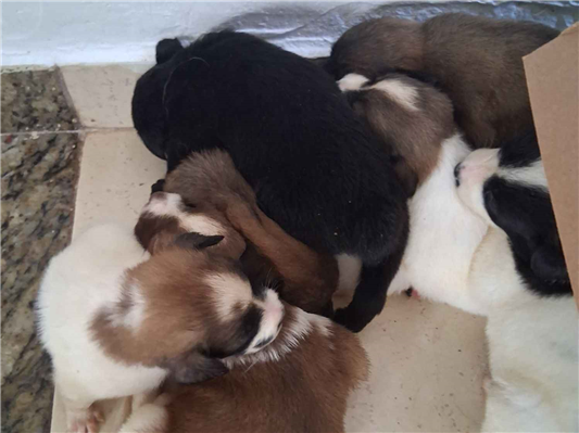 Cachorro cão para adoção Ambos Pequeno Abaixo de 2 meses 