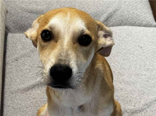 Cachorro cão para adoção Macho Médio  7 a 11 meses 