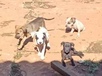Cachorro cão para adoção Fêmea Pequeno 2 a 6 meses 