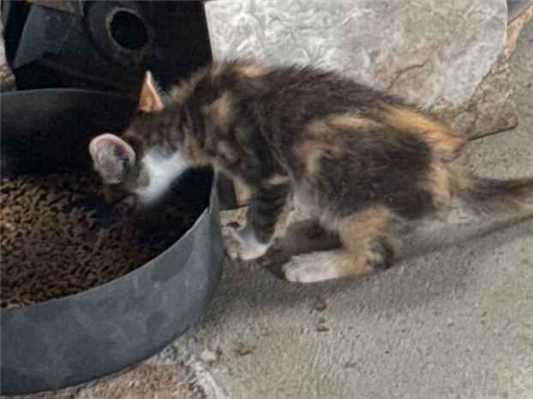 Gato para adoção Ambos Pequeno 2 a 6 meses