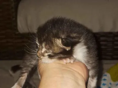 Gato Siamês Pequeno Abaixo-de-2-meses