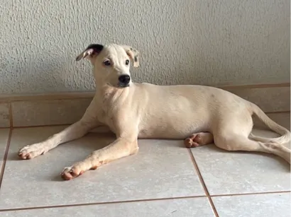 Cao SRD-ViraLata Medio 1-ano