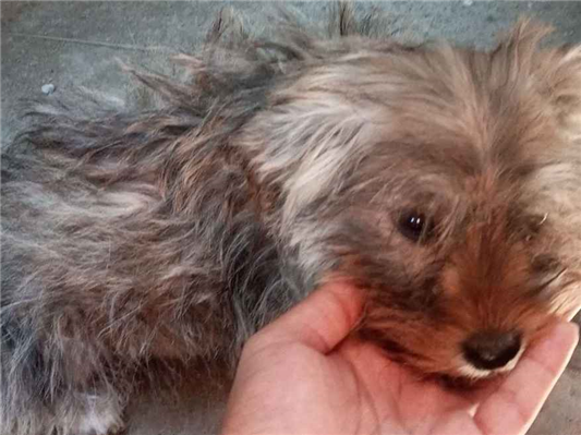 Cachorro cão para adoção Macho Pequeno 7 a 11 meses 