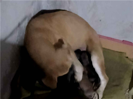 Cachorro cão para adoção Fêmea Médio  7 a 11 meses 