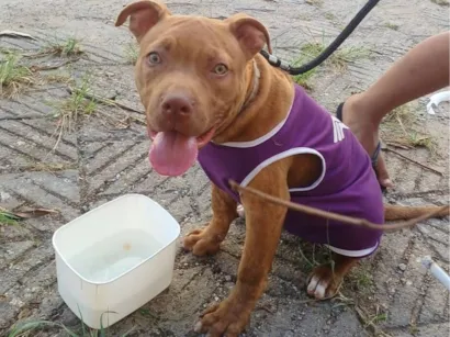 Cao Pit-Bull Grande 2-a-6-meses