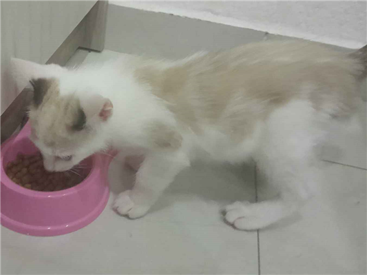 Gato para adoção Fêmea Pequeno 2 a 6 meses