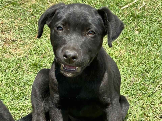 Cachorro cão para adoção Ambos Pequeno 2 a 6 meses 
