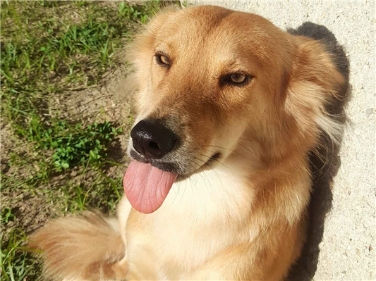 Cachorro cão para adoção Fêmea Pequeno 3 anos 