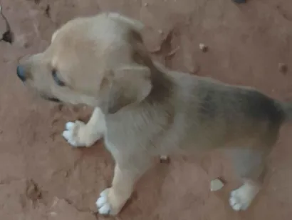 Cao SRD-ViraLata Medio Abaixo-de-2-meses