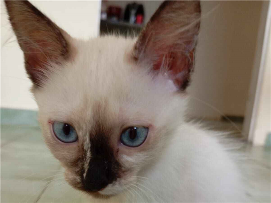 Gato para adoção Fêmea Pequeno 2 a 6 meses