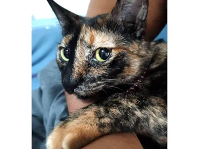 Gato SRD-ViraLata Medio 2-anos