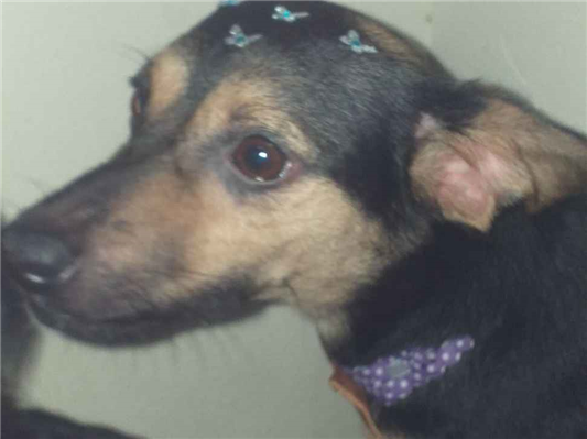 Cao Procura-Perdido Fêmea Médio 3 anos 