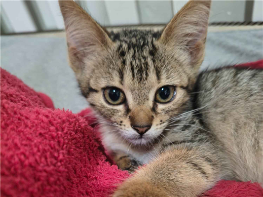 Gato para adoção Fêmea Pequeno 2 a 6 meses
