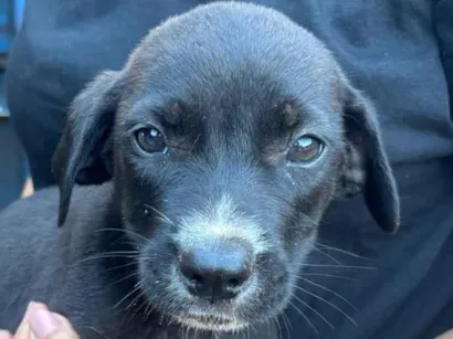 Cao SRD-ViraLata Medio 2-a-6-meses