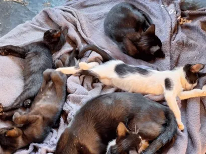 Gato SRD-ViraLata Medio 2-a-6-meses