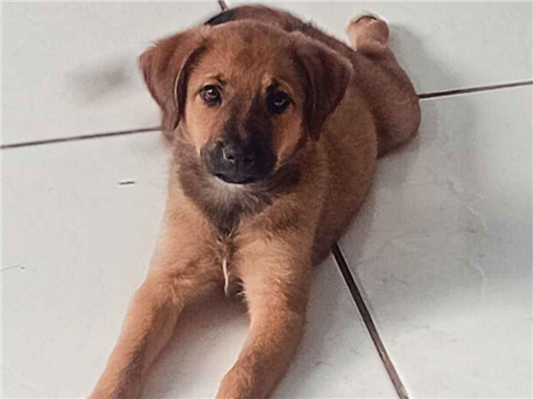 Cachorro cão para adoção Ambos Pequeno 2 a 6 meses 