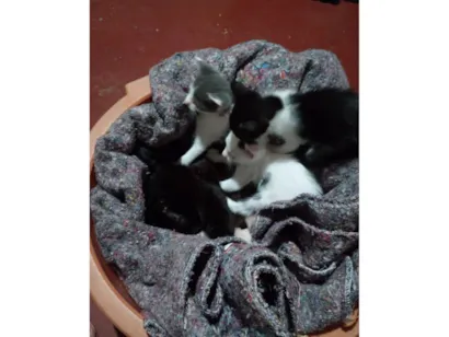 Gato SRD-ViraLata Pequeno Abaixo-de-2-meses