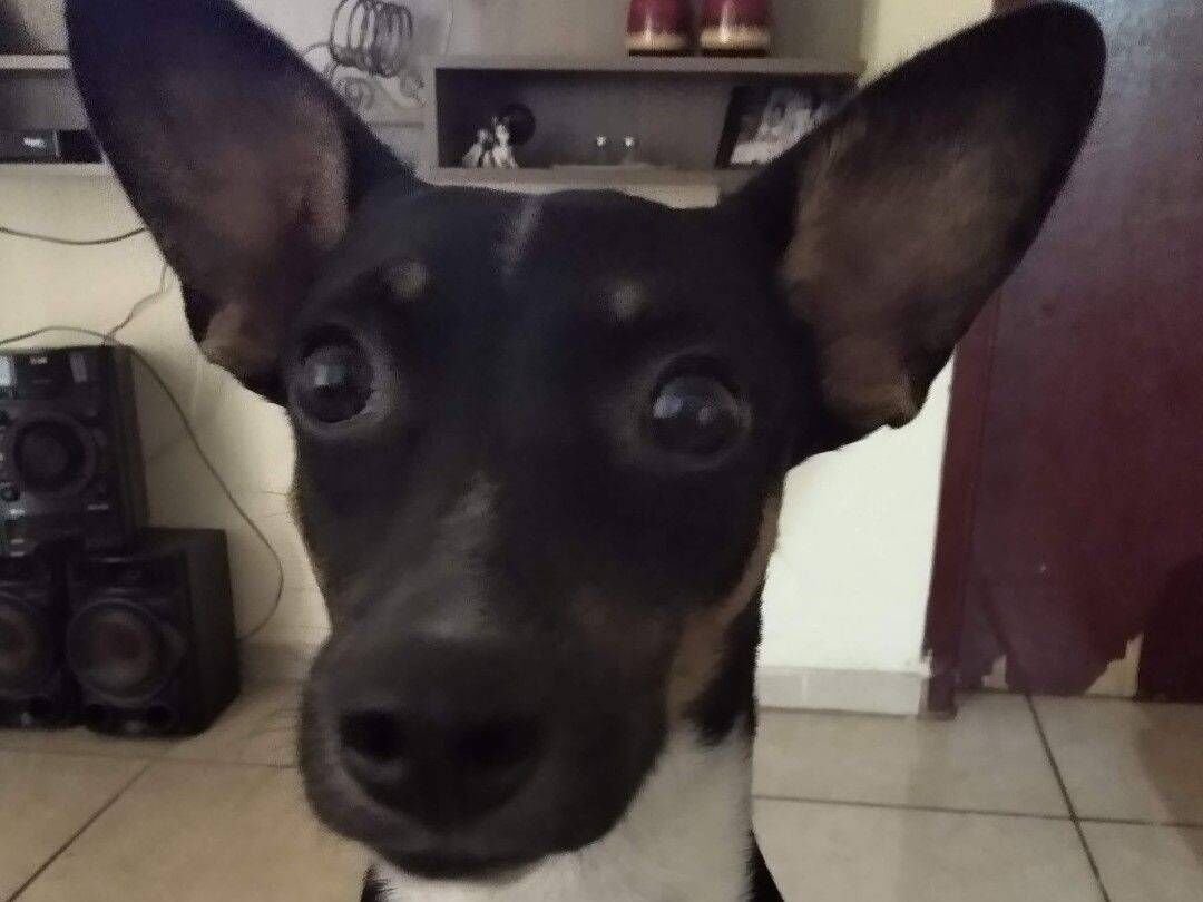 Cao SRD-ViraLata Pequeno 6-anos-Acima