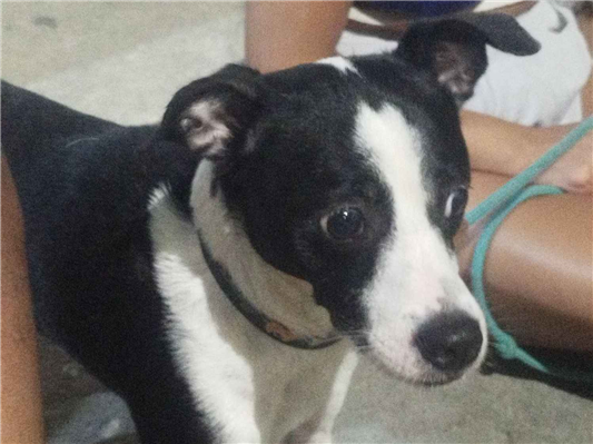 Cachorro cão para adoção Macho Médio  3 anos 
