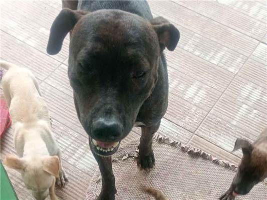 Cachorro cão para adoção Macho Grande 2 anos 
