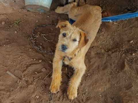 Cachorro cão para adoção Fêmea Pequeno 2 a 6 meses 