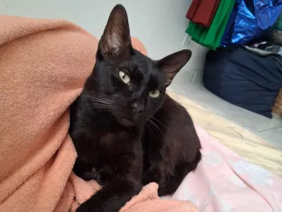 Gato SRD-ViraLata Medio 2-anos