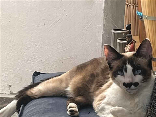 Gato Procura-Perdido Fêmea Médio 2 anos 