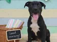 Cachorro cão para adoção Macho Médio  2 a 6 meses 