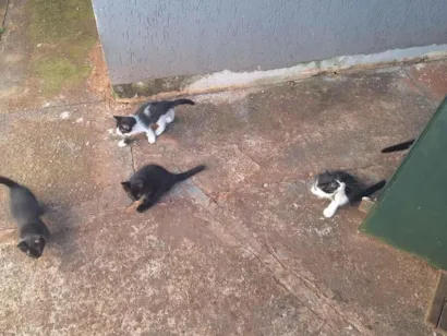 Gato SRD-ViraLata Pequeno Abaixo-de-2-meses