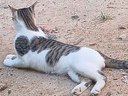 Gato para adoção Macho Médio 7 a 11 meses