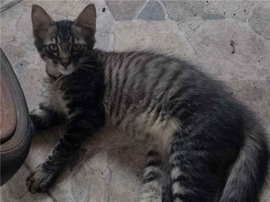 Gato para adoção Macho Pequeno 2 a 6 meses