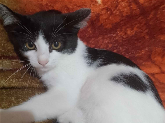 Gato para adoção Fêmea Pequeno 2 a 6 meses