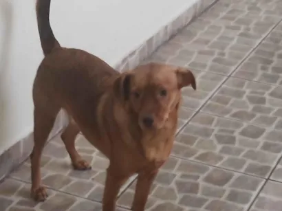 Cao SRD-ViraLata Medio 1-ano