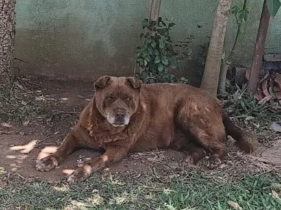 Cao SRD-ViraLata Medio 6-anos-Acima