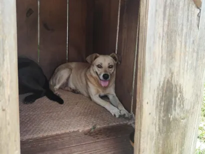 Cao SRD-ViraLata Pequeno 5-anos