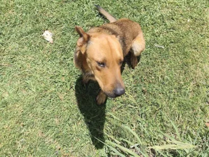 Cao SRD-ViraLata Medio 3-anos