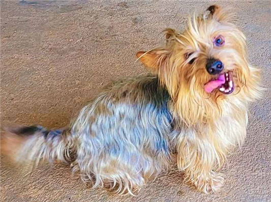 Cao Procura-Perdido Macho Médio 6 anos Acima 