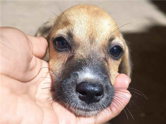 Cachorro cão para adoção Fêmea Pequeno 7 a 11 meses 