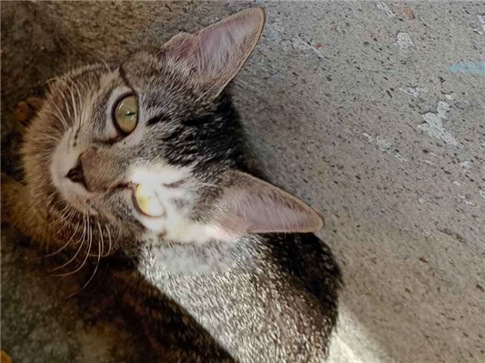 Gato para adoção Macho Médio 2 a 6 meses