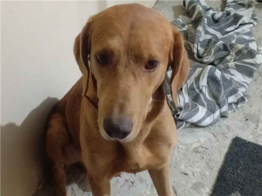 Cachorro cão para adoção Macho Médio  3 anos 