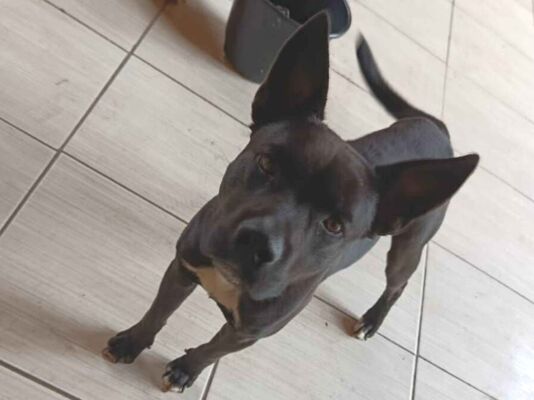 Cachorro cão para adoção Macho Médio  2 anos 