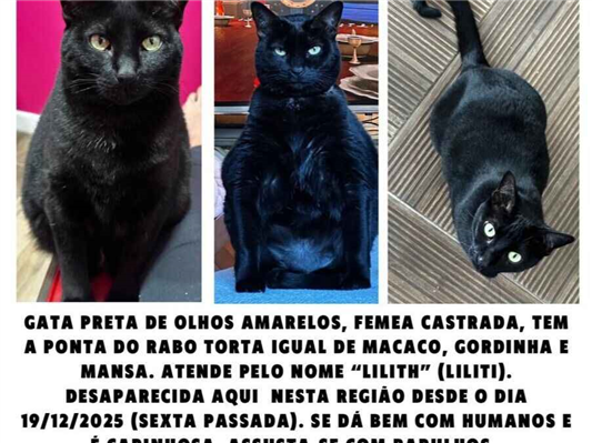 Gato Procura-Perdido Fêmea Médio 4 anos 