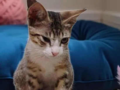 Gato SRD-ViraLata Pequeno 2-a-6-meses