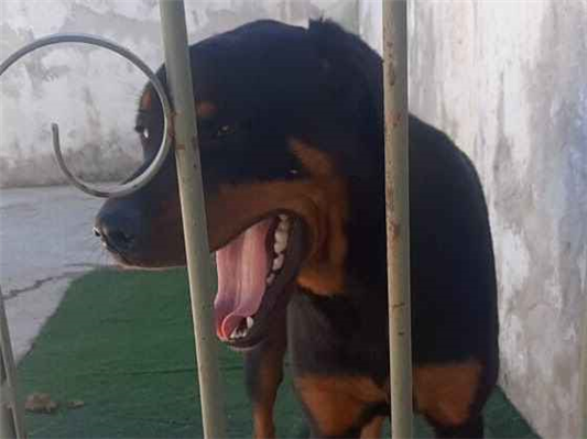 Cachorro cão para adoção Fêmea Médio  2 anos 