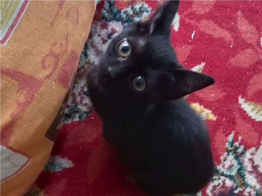 Gato Procura-Perdido Fêmea Médio 2 a 6 meses 