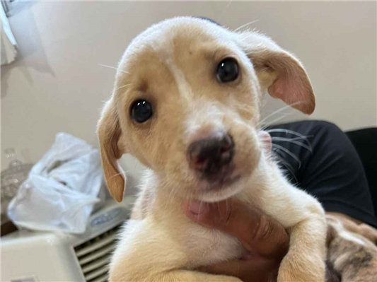 Cachorro cão para adoção Fêmea Médio  2 a 6 meses 