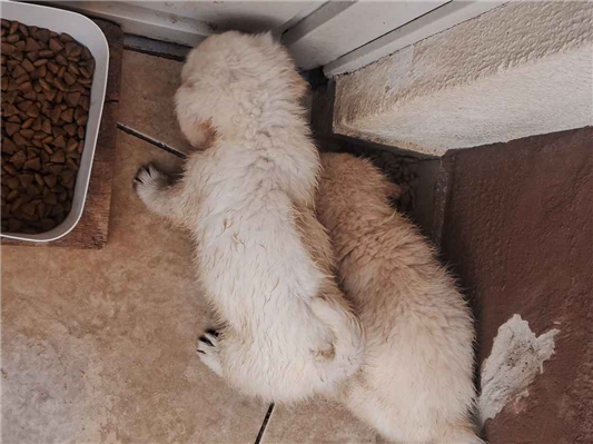 Cao - Ambos Pequeno2 a 6 meses