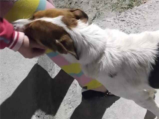 Cachorro cão para adoção Macho Grande 5 anos 